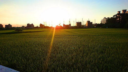 Scenic view of grassy field against sky