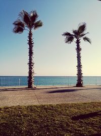 Palm trees on beach against sky