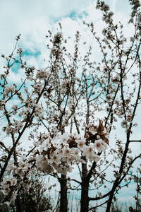 Low angle view of cherry blossoms against sky