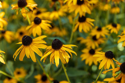 Close-up of yellow daisy flowers
