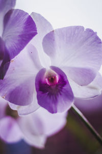 Close-up of purple flowering plant