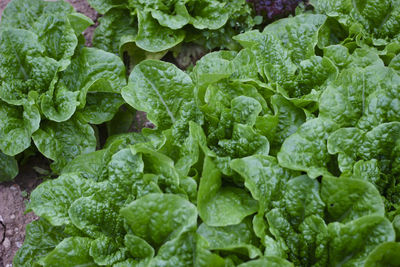 Full frame shot of green lettuces