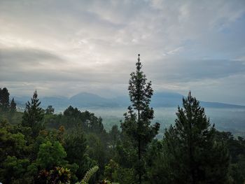 Trees on landscape against sky