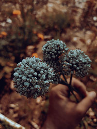 Garlic flower