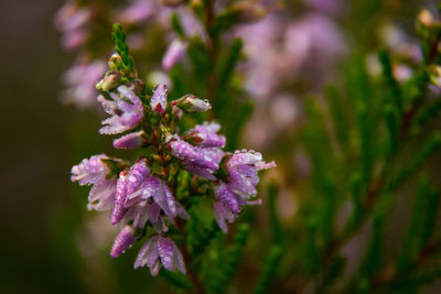 Close-up of purple flowers on branch