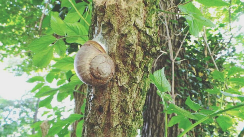 tree, growth, tree trunk, leaf, green color, nature, branch, close-up, focus on foreground, low angle view, forest, tranquility, day, outdoors, plant, wood - material, beauty in nature, growing, no people, green