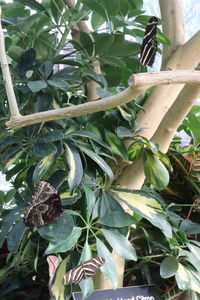 Low angle view of insect on plant