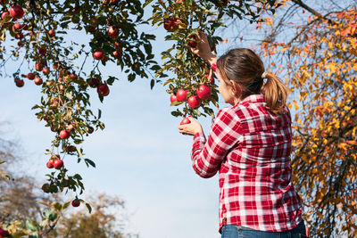 Woman picking ripe apples on farm. farmer grabbing apples from tree in orchard. fresh healthy fruits