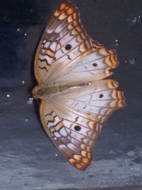 Close-up of butterfly on leaf