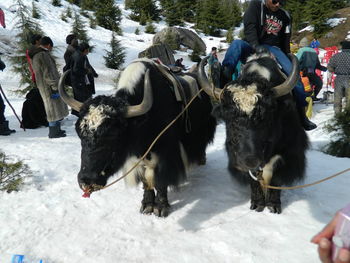 Tourist riding yak on snowy hill