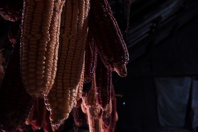 Close-up of corns at night