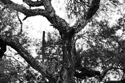 Low angle view of tree against sky