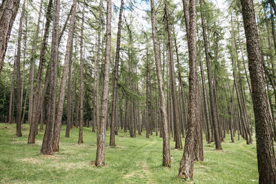 Pine trees in forest