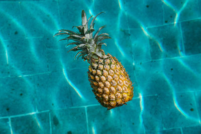 Close-up of fruit on floor