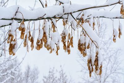 Close-up of snow covered plants against trees