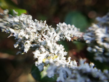 Close-up of white flowering plant