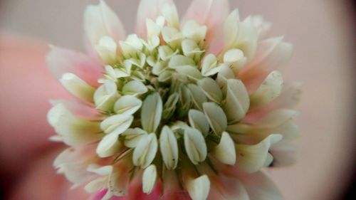 Close-up of white flower