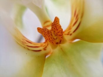 Close-up of yellow flower head