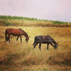 Horses grazing in a field