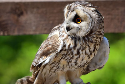 Close-up portrait of owl perching outdoors