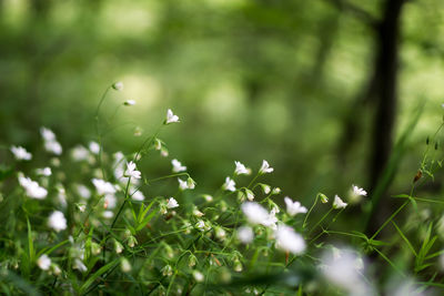 Close-up of insect on tree