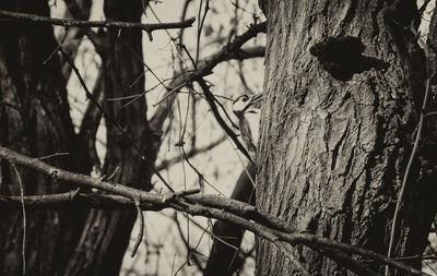 Close-up of bare tree in forest