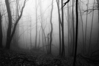 Bare trees in forest during foggy weather