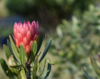Close-up of pink flower