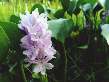 Close-up of purple flowering plant