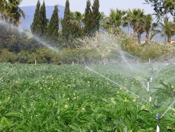 Close-up of fresh green plants in water