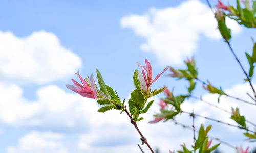 Low angle view of flowering plant against cloudy sky