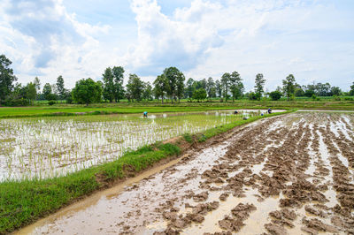 Scenic view of agricultural field against sky