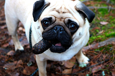 Close-up portrait of a dog