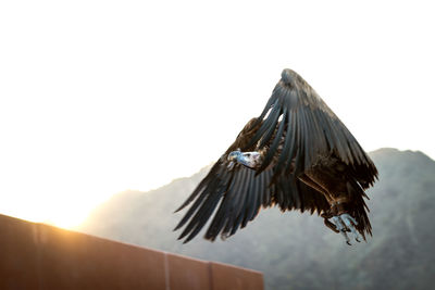 Low angle view of bird flying against clear sky