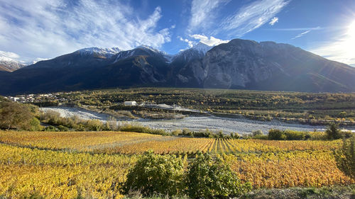 Scenic view of agricultural field against sky