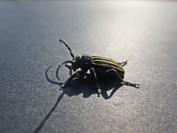 Close-up of insect on surface