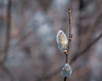 Close-up of dried plant against blurred background
