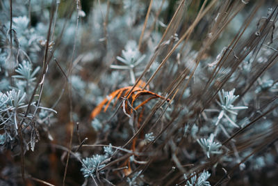 Close-up of dry plants on land during winter