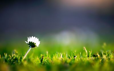 Close-up of flowers blooming in field