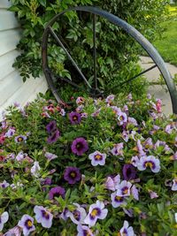 High angle view of flowering plants in garden