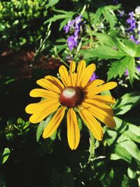 Close-up of yellow flower blooming outdoors