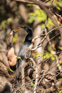 Bird perching on branch