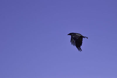 Low angle view of bird flying against blue sky