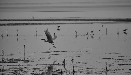 Seagulls flying over lake