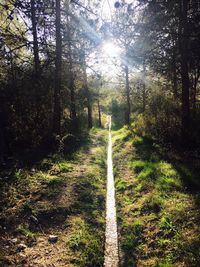 Trees growing in forest
