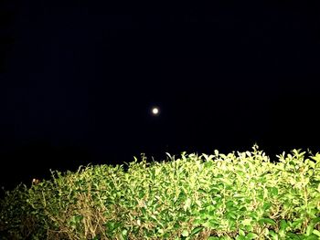 Plants growing on field against sky at night