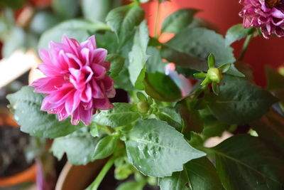 Close-up of flowers blooming outdoors