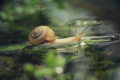 Close-up of snail on water