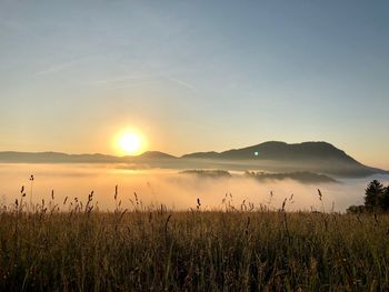 Scenic view of agricultural field against sky during sunset