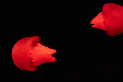 Close-up of red rose against black background